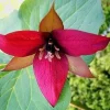 Red Trillium Bulbs - 5 Pack Wood Lily - Bare Root Wildflower for Shade, Zones 4-8 - Image 1