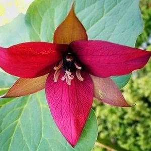 Red Trillium Bulbs - 5 Pack Wood Lily - Bare Root Wildflower for Shade, Zones 4-8 - Image 1