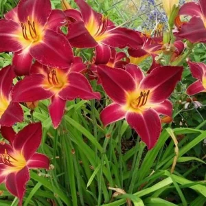 Red Volunteer Daylily Bare Root Plant - 3 Fans, Rich Red Flowers, Zones 3-9 - Image 2