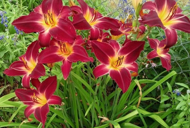 Red Volunteer Daylily Bare Root Plant - 3 Fans, Rich Red Flowers, Zones 3-9 - Image 2
