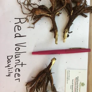 Red Volunteer Daylily Bare Root Plant - 3 Fans, Rich Red Flowers, Zones 3-9 - Image 3