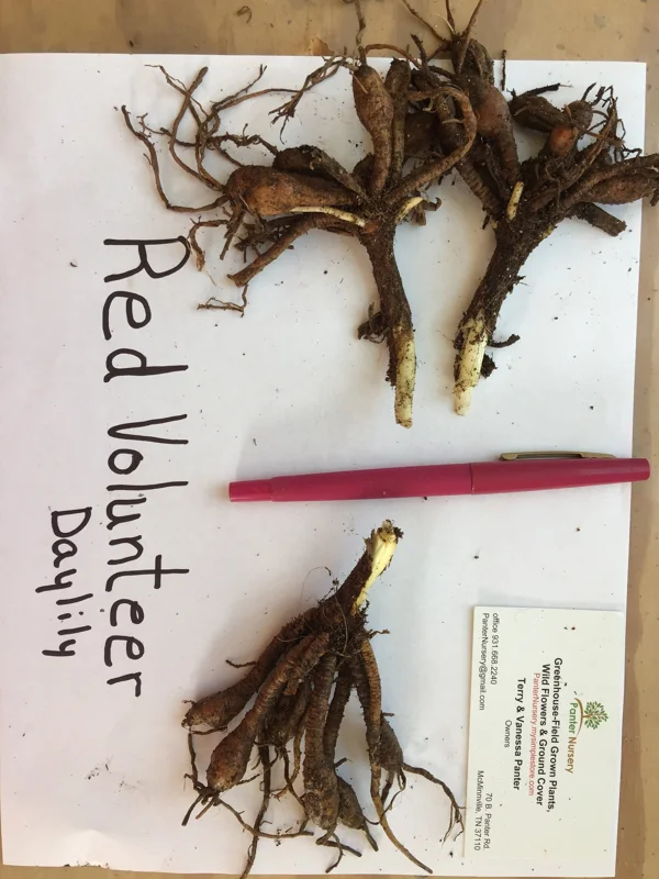 Red Volunteer Daylily Bare Root Plant - 3 Fans, Rich Red Flowers, Zones 3-9 - Image 3