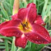 Red Volunteer Daylily Bare Root Plant - 3 Fans, Rich Red Flowers, Zones 3-9 - Image 1