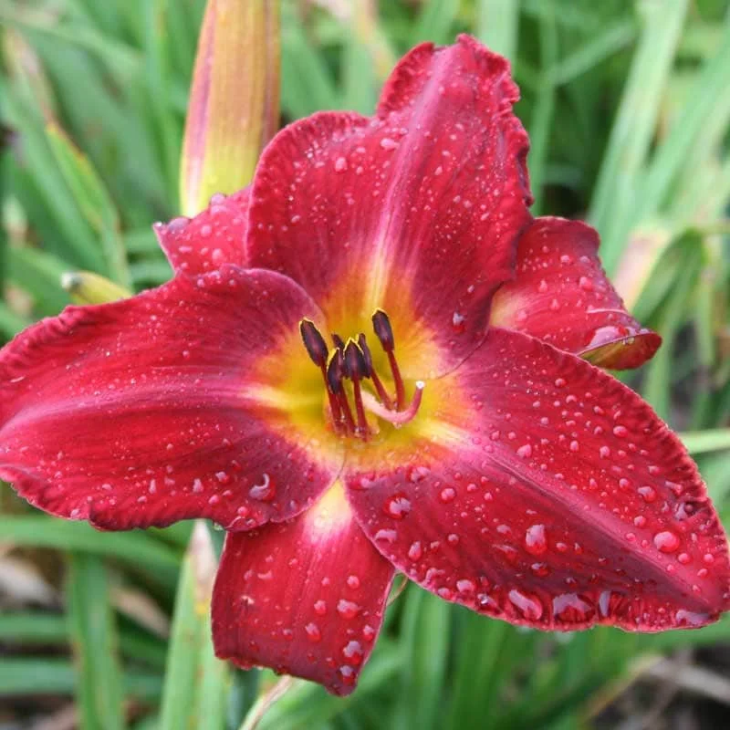 Red Volunteer Daylily Bare Root Plant - 3 Fans, Rich Red Flowers, Zones 3-9 - Image 1
