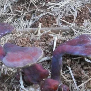 Reishi Mushroom Spores Spawn Mycelium on Dry Seeds - 20 Grams - Image 6