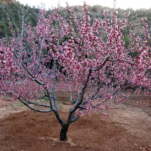 Reliance Peach Tree Live Plant - Grafted, Cold Hardy, Self-Pollinating, Zones 4-8 - Image 2