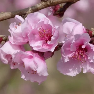 Reliance Peach Tree Live Plant - Grafted, Cold Hardy, Self-Pollinating, Zones 4-8 - Image 3