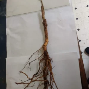 Reliance Peach Tree Live Plant - Grafted, Cold Hardy, Self-Pollinating, Zones 4-8 - Image 6