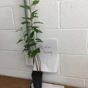 River Birch Multi-Stem Tree Live Plant - Betula nigra - 1 Qt Pot - 12-18