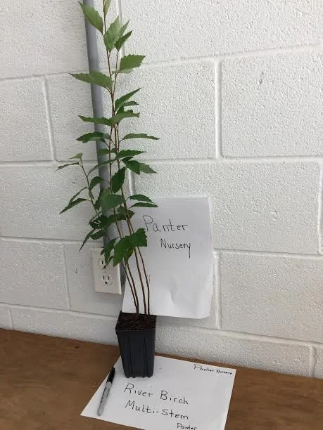 River Birch Multi-Stem Tree Live Plant - Betula nigra - 1 Qt Pot - 12-18" Tall - Image 2
