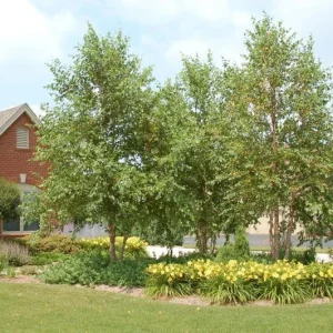 River Birch Multi-Stem Tree Live Plant - Betula nigra - 1 Qt Pot - 12-18