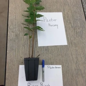 River Birch Multi-Stem Tree Live Plant - Betula nigra - 1 Qt Pot - 12-18