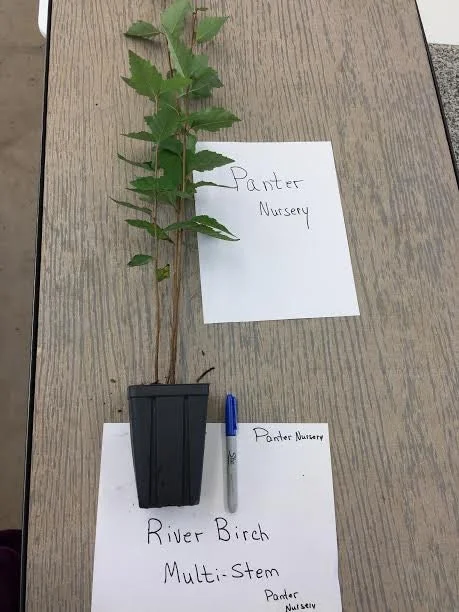 River Birch Multi-Stem Tree Live Plant - Betula nigra - 1 Qt Pot - 12-18" Tall - Image 4