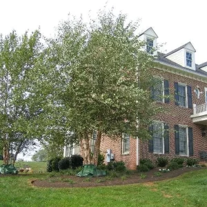 River Birch Multi-Stem Tree Live Plant - Betula nigra - 1 Qt Pot - 12-18