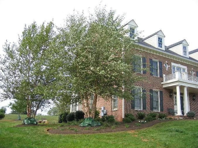 River Birch Multi-Stem Tree Live Plant - Betula nigra - 1 Qt Pot - 12-18" Tall - Image 5