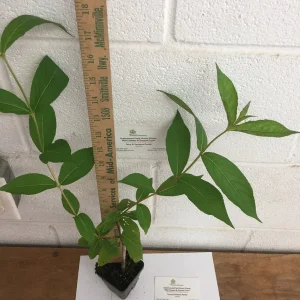 Ruby Red Weigela Live Plant – 4 inch Pot – 6-12 inches Tall – Outdoor Shrub - Image 2