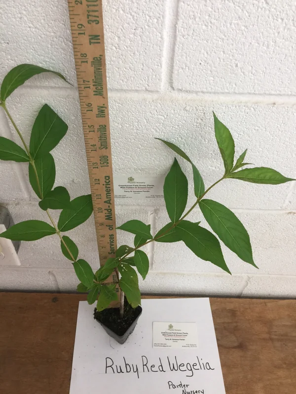 Ruby Red Weigela Live Plant – 4 inch Pot – 6-12 inches Tall – Outdoor Shrub - Image 2