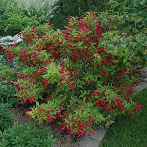 Ruby Red Weigela Live Plant – 4 inch Pot – 6-12 inches Tall – Outdoor Shrub - Image 3