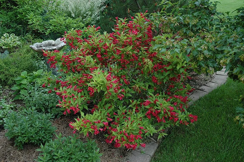 Ruby Red Weigela Live Plant – 4 inch Pot – 6-12 inches Tall – Outdoor Shrub - Image 3
