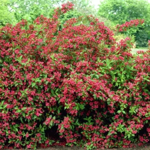 Ruby Red Weigela Live Plant – 4 inch Pot – 6-12 inches Tall – Outdoor Shrub - Image 4
