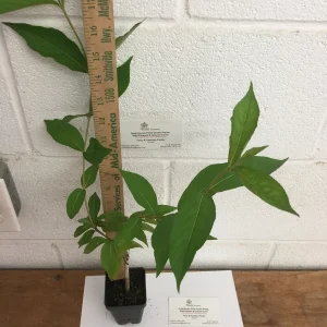 Ruby Red Weigela Live Plant – 4 inch Pot – 6-12 inches Tall – Outdoor Shrub - Image 5