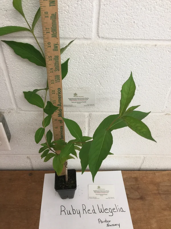 Ruby Red Weigela Live Plant – 4 inch Pot – 6-12 inches Tall – Outdoor Shrub - Image 5