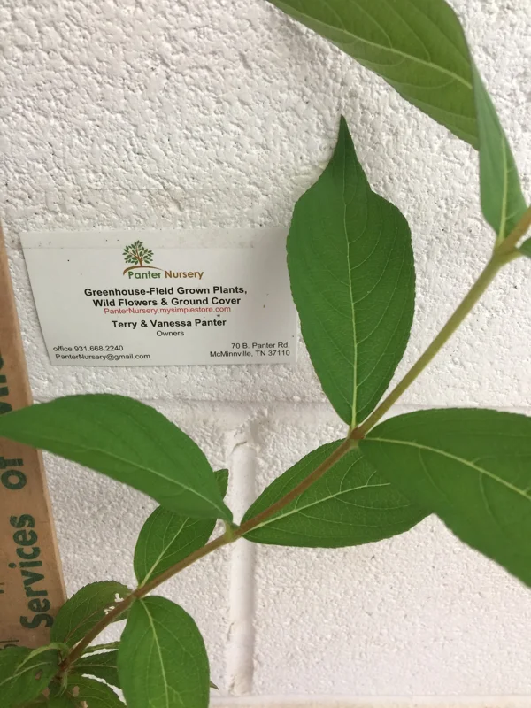 Ruby Red Weigela Live Plant – 4 inch Pot – 6-12 inches Tall – Outdoor Shrub - Image 6