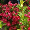 Ruby Red Weigela Live Plant – 4 inch Pot – 6-12 inches Tall – Outdoor Shrub - Image 1