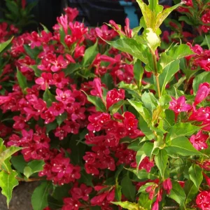 Ruby Red Weigela Live Plant – 4 inch Pot – 6-12 inches Tall – Outdoor Shrub - Image 1