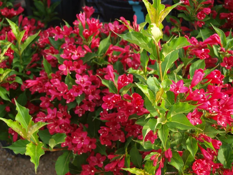 Ruby Red Weigela Live Plant – 4 inch Pot – 6-12 inches Tall – Outdoor Shrub - Image 1