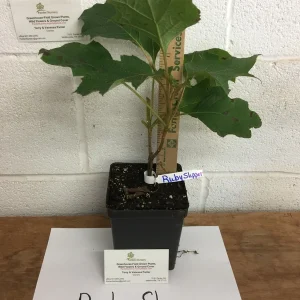 Ruby Slipper Oakleaf Hydrangea Live Plant – 6-10