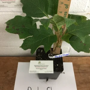 Ruby Slipper Oakleaf Hydrangea Live Plant – 6-10