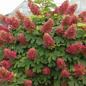 Ruby Slipper Oakleaf Hydrangea Live Plant – 6-10