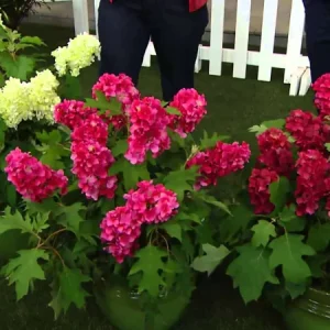 Ruby Slipper Oakleaf Hydrangea Live Plant – 6-10