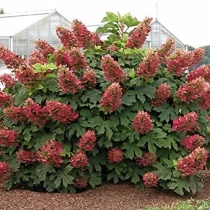 Ruby Slipper Oakleaf Hydrangea Live Plant – 6-10
