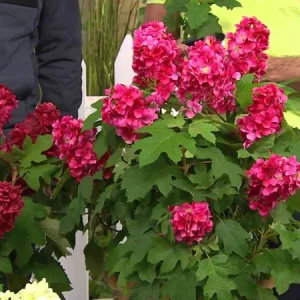 Ruby Slipper Oakleaf Hydrangea Live Plant – 6-10