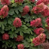 Ruby Slipper Oakleaf Hydrangea Live Plant – 6-10" Tall Quart Pot – Outdoor Shrub - Image 1