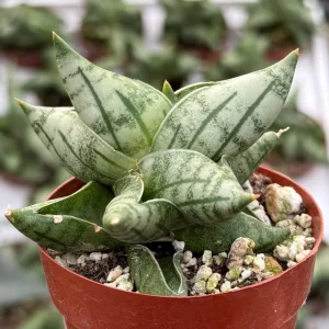 Sansevieria Bonji Live Plant - Rare Snake Plant, 2.5 inch Pot, Indoor - Image 2