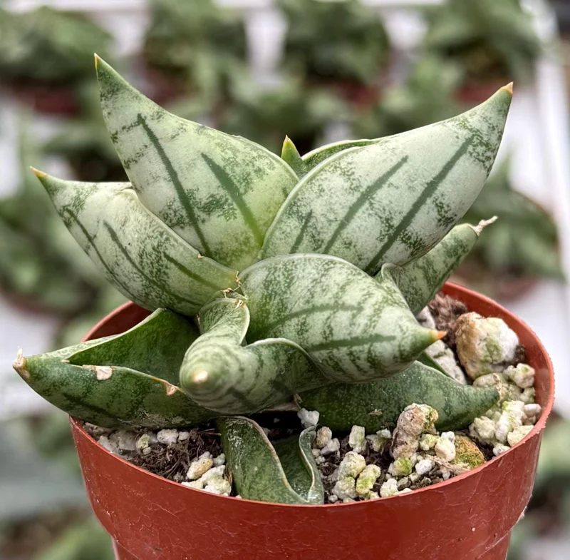 Sansevieria Bonji Live Plant - Rare Snake Plant, 2.5 inch Pot, Indoor - Image 2