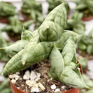 Sansevieria Bonji Live Plant - Rare Snake Plant, 2.5 inch Pot, Indoor - Image 3