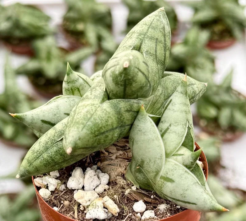 Sansevieria Bonji Live Plant - Rare Snake Plant, 2.5 inch Pot, Indoor - Image 3