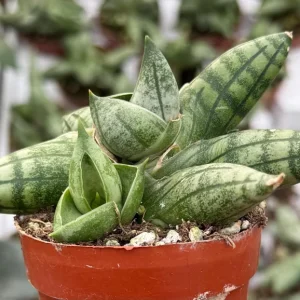 Sansevieria Bonji Live Plant - Rare Snake Plant, 2.5 inch Pot, Indoor - Image 4