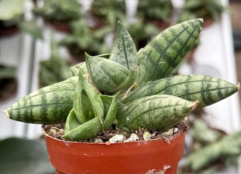 Sansevieria Bonji Live Plant - Rare Snake Plant, 2.5 inch Pot, Indoor - Image 4
