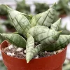 Sansevieria Bonji Live Plant - Rare Snake Plant, 2.5 inch Pot, Indoor - Image 1