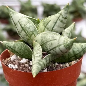 Sansevieria Bonji Live Plant - Rare Snake Plant, 2.5 inch Pot, Indoor - Image 1