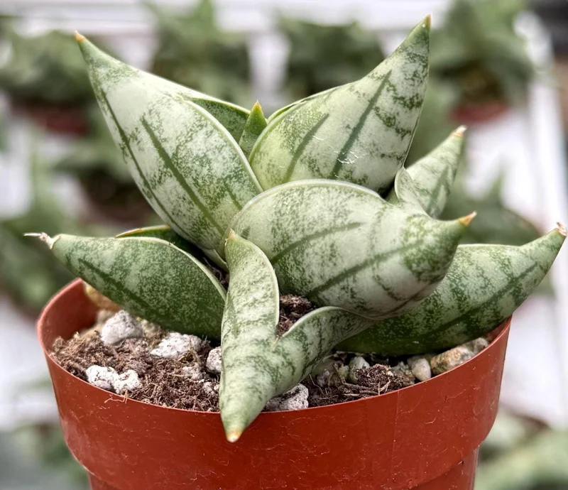 Sansevieria Bonji Live Plant - Rare Snake Plant, 2.5 inch Pot, Indoor - Image 1