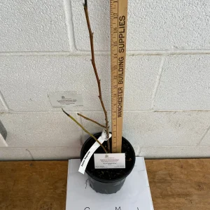 Saucer Magnolia Live Tree - Soulangeana Flowering Plant, 1 Gallon Pot, Full Sun, Zones 4-9 - Image 2