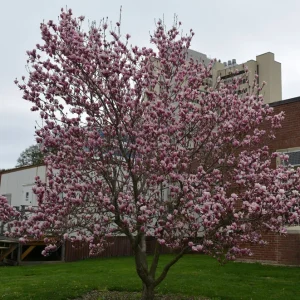Saucer Magnolia Live Tree - Soulangeana Flowering Plant, 1 Gallon Pot, Full Sun, Zones 4-9 - Image 5