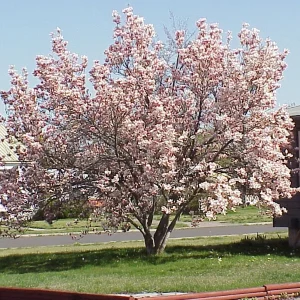 Saucer Magnolia Soulangeana Live Plant - 2.5