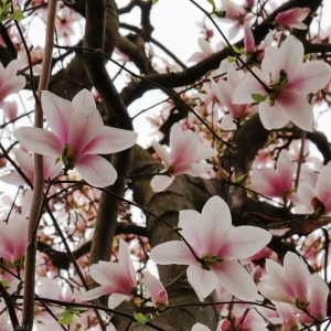 Saucer Magnolia Soulangeana Live Plant - 2.5